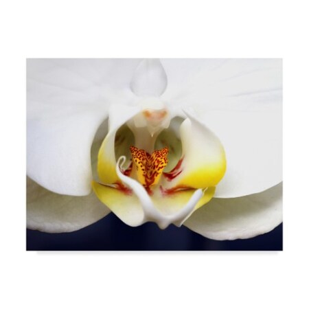 Trademark Fine Art Dana Brett Munach 'Orchid' Canvas Art, 35x47 ALI20949-C3547GG
